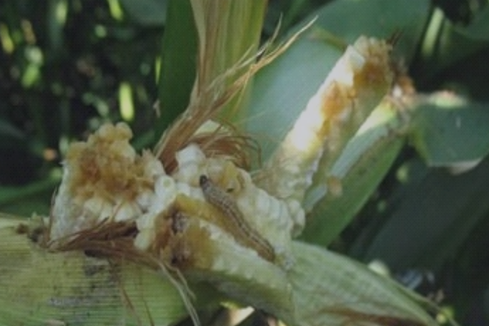Вражена кукурудза гусеницею 2 | ВІКОЛ-АГРО