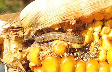 Вражена кукурудза гусеницею 1 | ВІКОЛ-АГРО