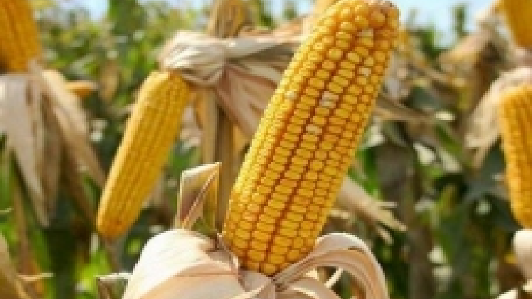 Вражена кукурудза | ВІКОЛ-АГРО