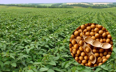 Поле сої в процесі вирощування | ВІКОЛ-АГРО