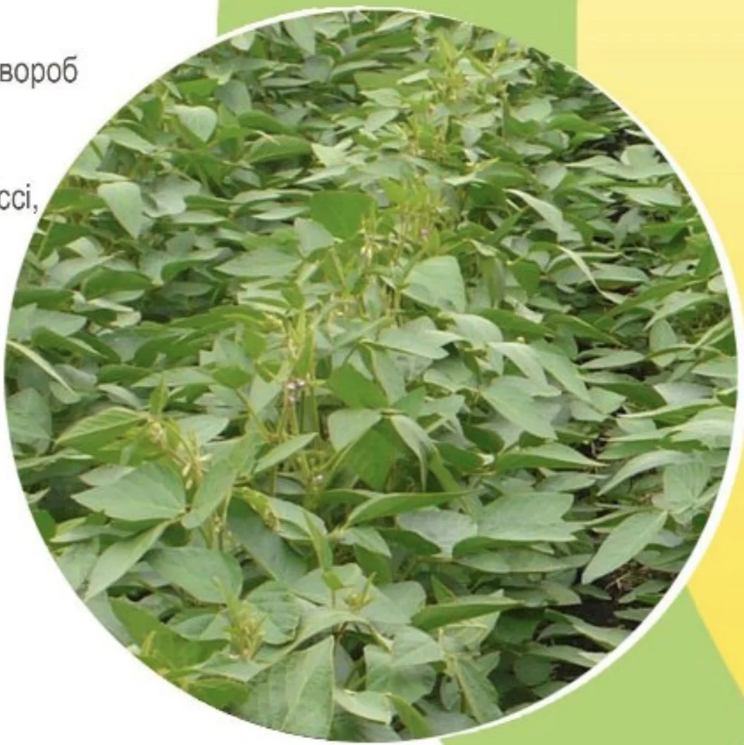 Високе сходження середньораннього сорту сої Сенсор (Sensor)