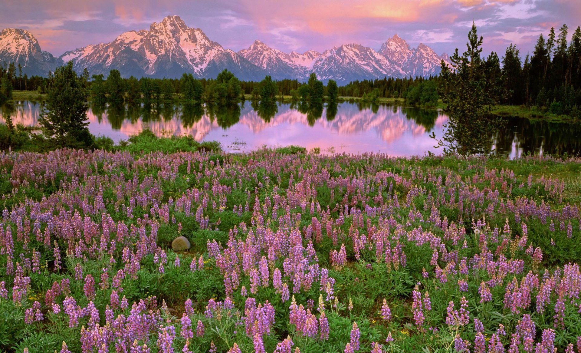 Цвітіння еспарцету | ВІКОЛ-АГРО