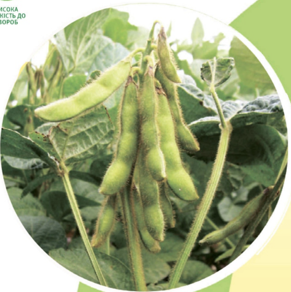 Стрюки середньопізнього сорту сої Максус (Maxus)