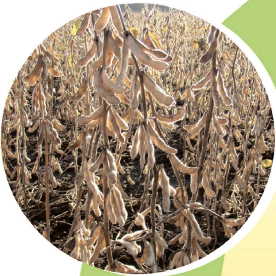 Стигла соя середньопізнього сорту сої Максус (Maxus)