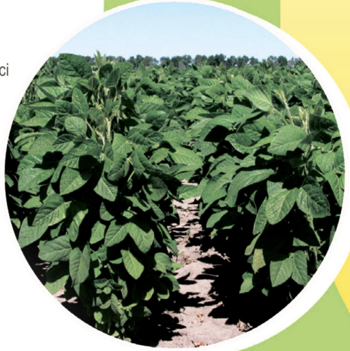 Високе сходження середньораннього сорту сої Монро (Monroe)