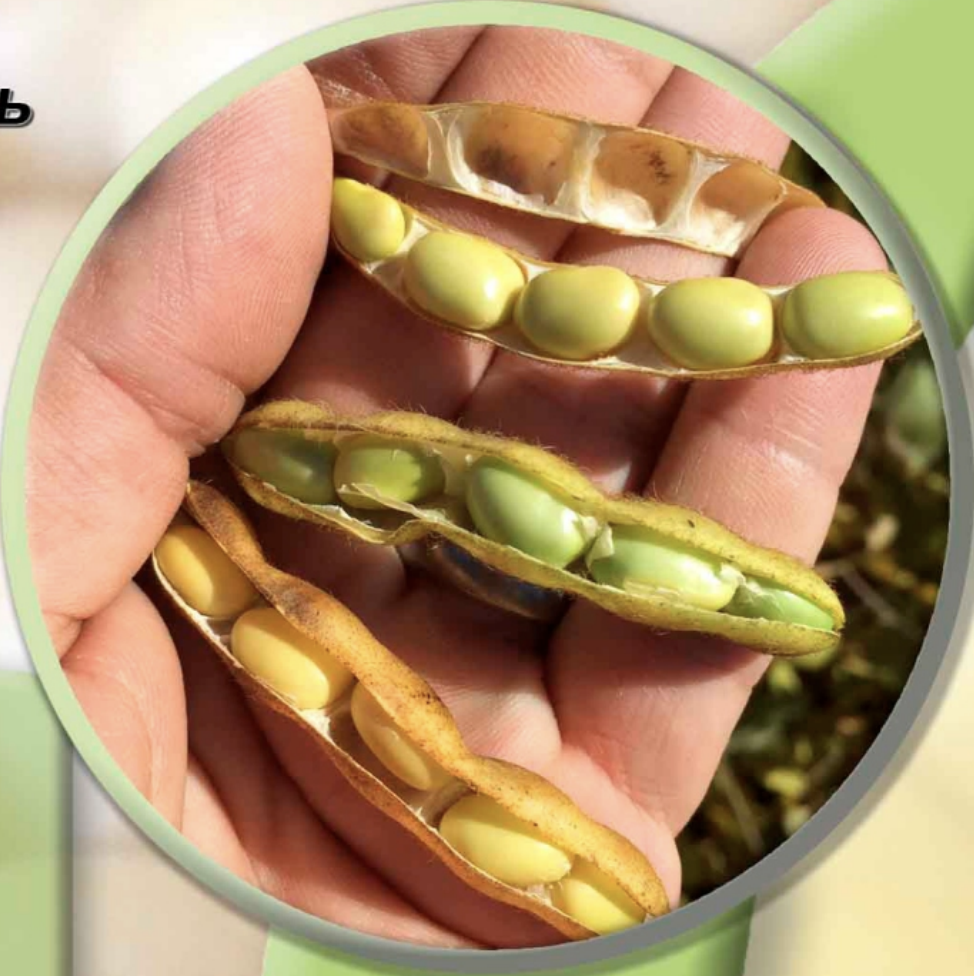 Срюки стиглої сої середньопізнього сорту сої Онікс (Onyx)