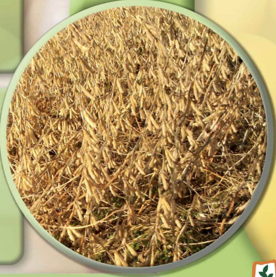 Стигла соя середньопізнього сорту сої Онікс (Onyx)