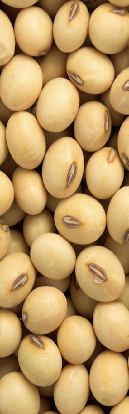 Середньостиглий сорт сої S04-D3 від Вікол-агро