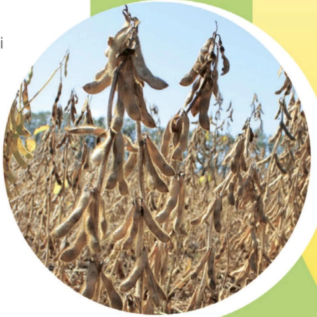 Стигла соя раннього сорту сої Аполло