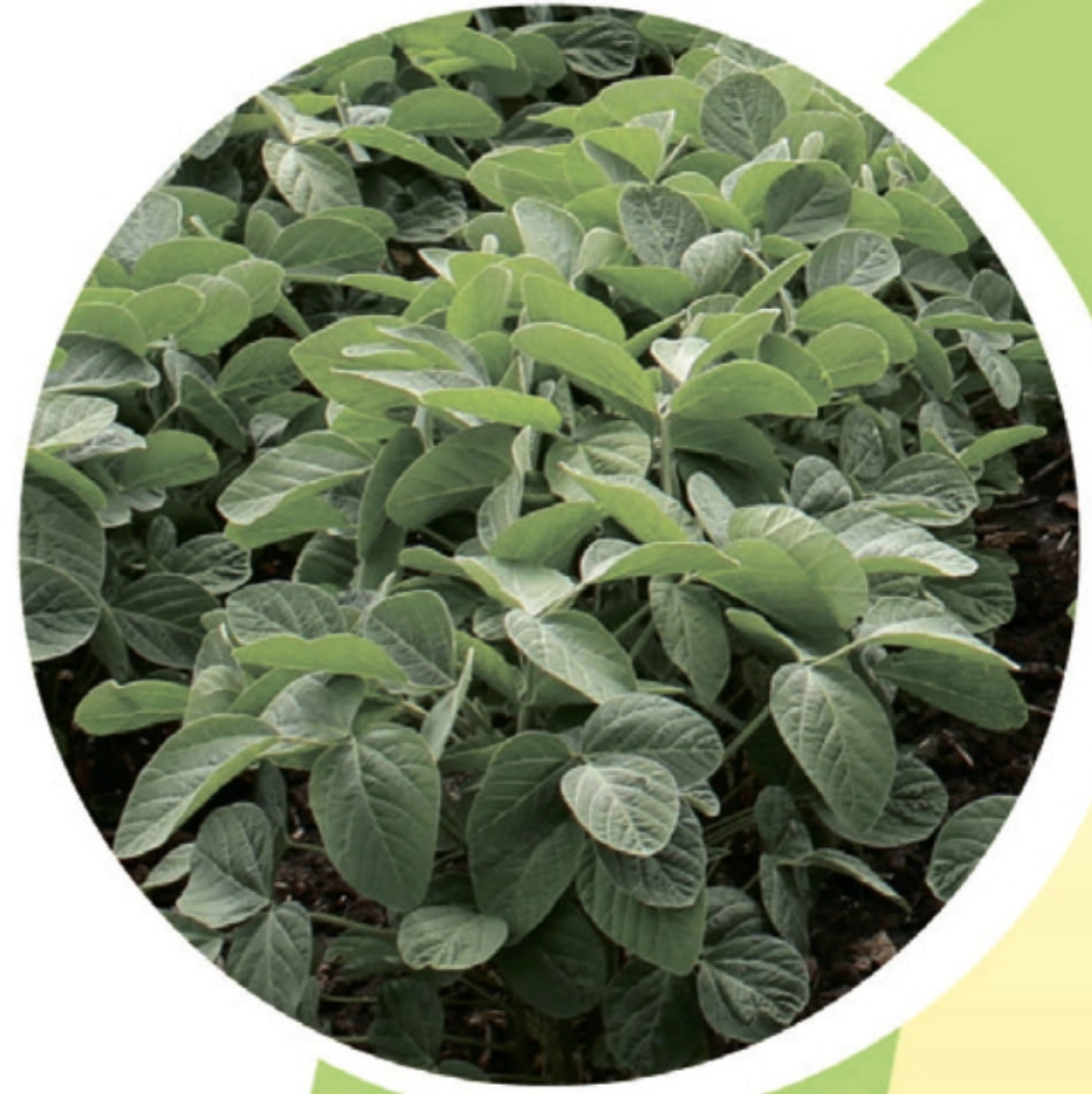 Високе сходження раннього сорту сої Аполло