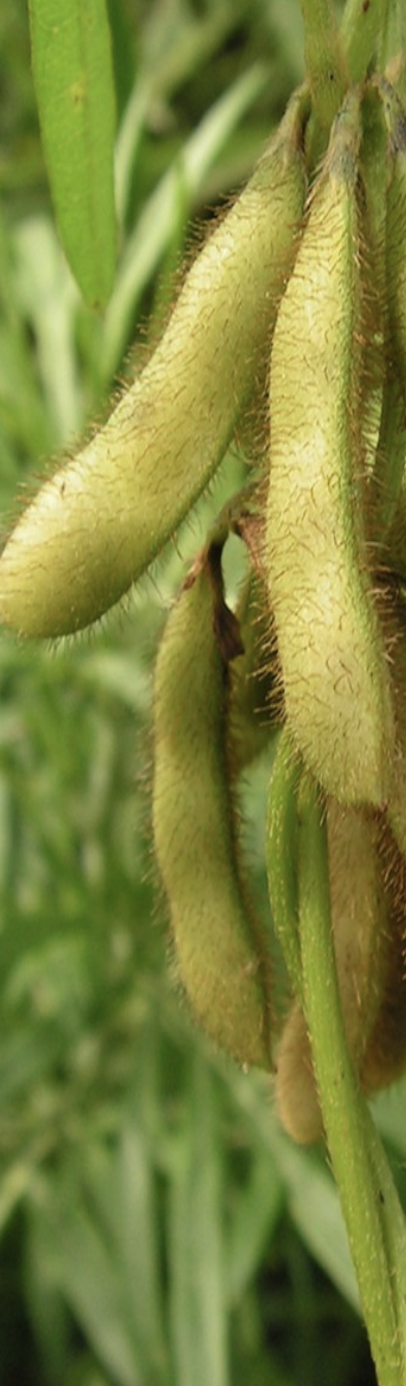 Ранній сорт сої Хайстар (Histar) від Вікол-агро