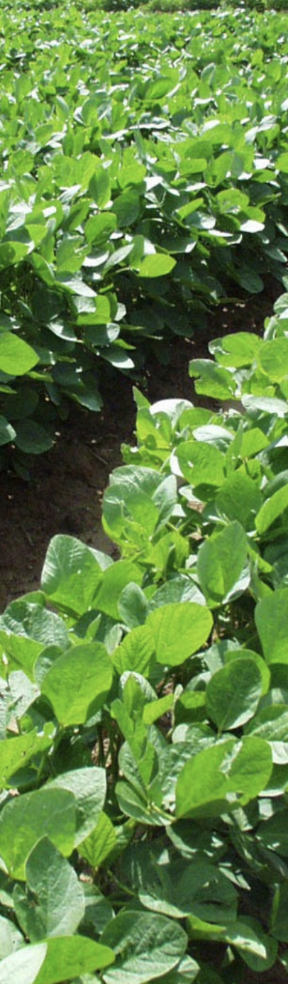 Ранній сорт сої PS 0035 NR2 від Вікол-агро