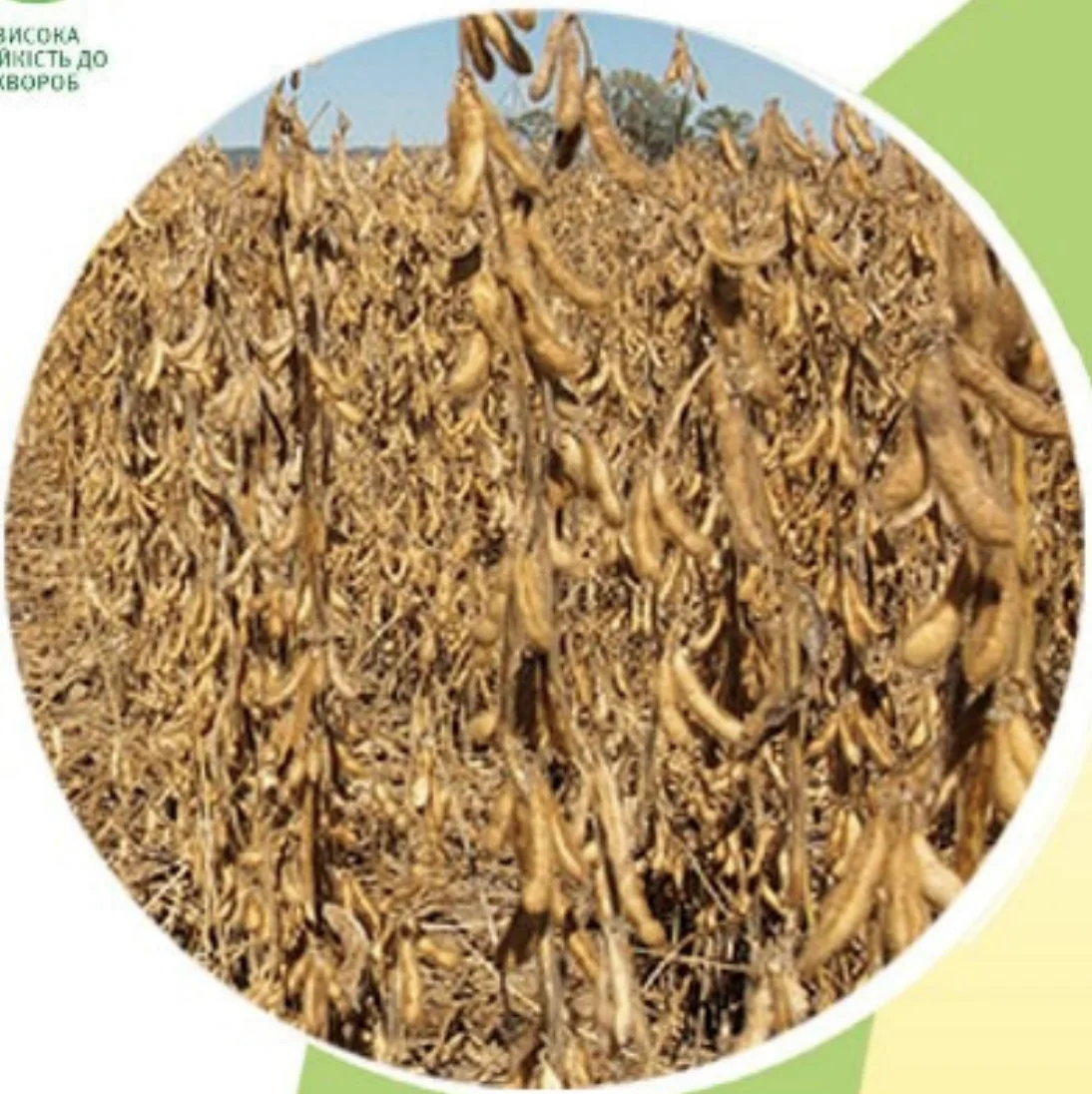 Стигла соя середньораннього сорту сої Сенсор (Sensor)