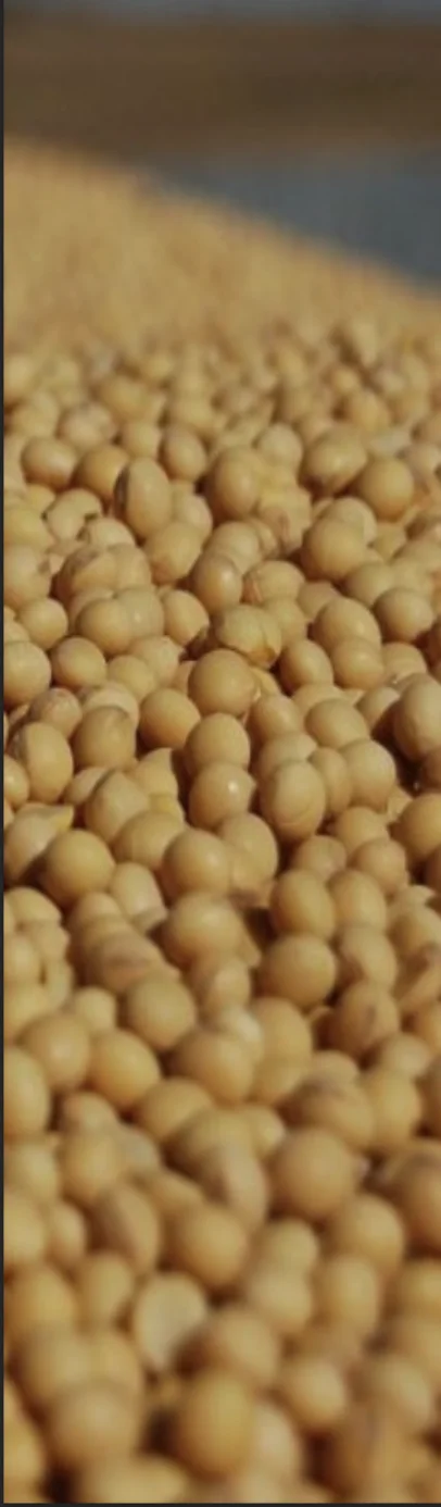 Ранньостиглий сорт сої Канзас від Вікол-агро