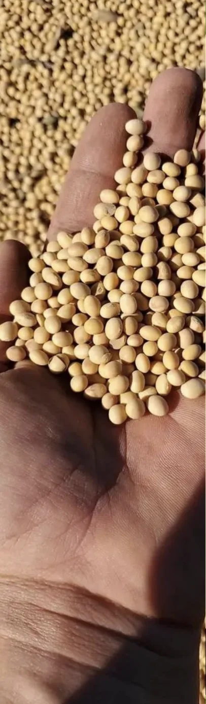 Середньоранній сорт сої NK08-V9E3 від Вікол-агро