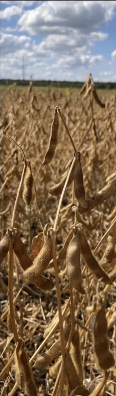 Середньоранній сорт сої НКС Озборн від Вікол-агро