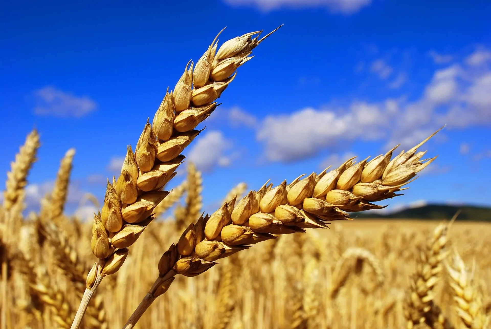 Стигла пшениця на полі | ВІКОЛ-АГРО